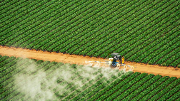 Reliable Algona, WA Pest Control Solutions