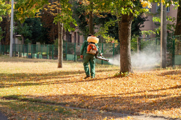 Best Termite Control Services  in Algona, WA
