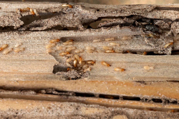 Best Affordable Pest Control Services  in Algona, WA
